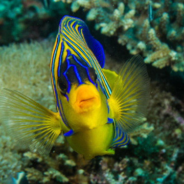 Pygoplites Diacanthus Océan Indien(mer rouge) 8-10 cm